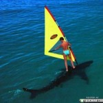 windsurf on shark