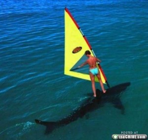 windsurf on shark
