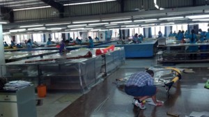 Here is a sneak peak inside the sowing and sticking section of the Ezzy Factory.