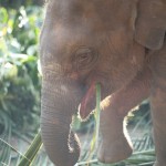 A baby elephant chomps on some palm leaves, a favorite food for elephants.