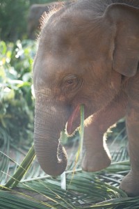 A baby elephant chomps on some palm leaves, a favorite food for elephants.