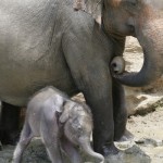 A baby elephant stands by a pregnant soon-to-be mother.