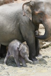 A baby elephant stands by a pregnant soon-to-be mother.