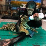 monkey feed tiger