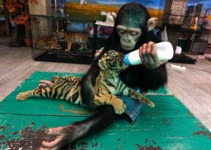 monkey feed tiger