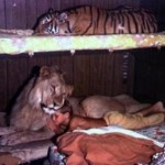 sleeping with lions