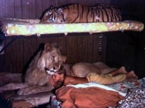 sleeping with lions