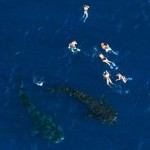 swimming with sharks