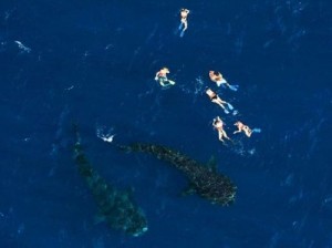 swimming with sharks