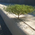 tree in sidewalk
