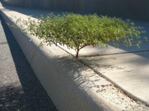 tree in sidewalk