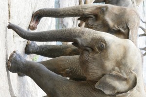 walking elephants