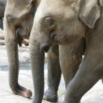 These elephants walk across the rocks.