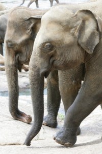 These elephants walk across the rocks.