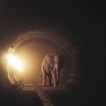 This is one of many amazing photographs by Gregory Colbert.