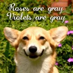 roses are grey