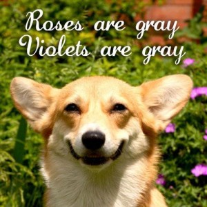 roses are grey