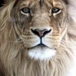 His poise, his stare, his power-- elegance defined. I hope to age just as gracefully.