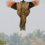 The peacock rises from the trees, bringing its colors to the sky.