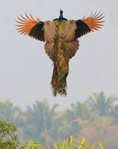 The peacock rises from the trees, bringing its colors to the sky.