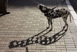 A shadow never lies about the light.