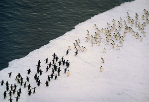 Who says life's battles aren't black and white?