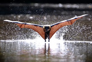 The other dark night rises from the water.