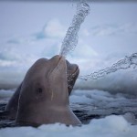 Belugas celebrate the new year