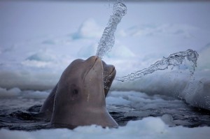 Belugas celebrate the new year