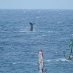 Sailing with a whale.