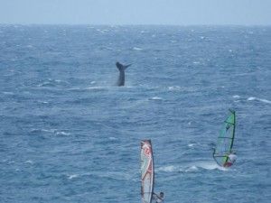 Sailing with a whale.