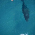 Whales are more advanced than humans when it comes to empathy. It is possible that all blue whales are in contact with each other at all times.