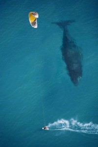 Whales are more advanced than humans when it comes to empathy. It is possible that all blue whales are in contact with each other at all times.