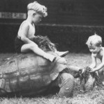 Tortoises make great grazers.