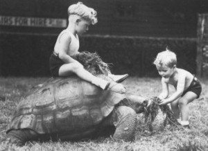 Tortoises make great grazers.