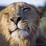 lion face