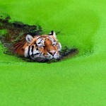 "Tiger, tiger, burning bright / In the forests of the night,/ What immortal hand or eye / Dare frame thy fearful symmetry?" - William Blake
