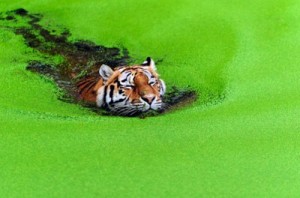 "Tiger, tiger, burning bright / In the forests of the night,/ What immortal hand or eye / Dare frame thy fearful symmetry?" - William Blake