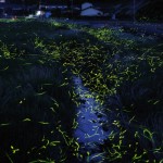 Fireflies!