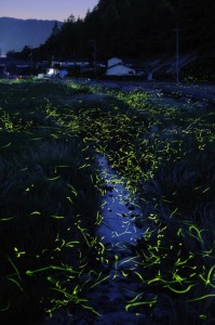 Fireflies!
