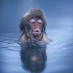 Apparently, snow monkeys only started going in the hot springs 20-30 years ago. But! it is only the higher class monkeys that allowed this privilege. If a lower class monkey tries to enter the bath, it will be beaten and make to return to the cold snow.