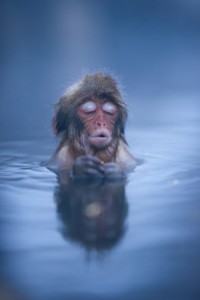 Apparently, snow monkeys only started going in the hot springs 20-30 years ago. But! it is only the higher class monkeys that allowed this privilege. If a lower class monkey tries to enter the bath, it will be beaten and make to return to the cold snow.