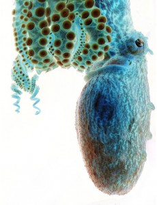 Octopi have a completely alien intelligence to our own. I love that.