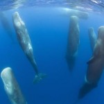 This is how sperm whales sleep.