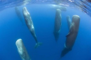 This is how sperm whales sleep.