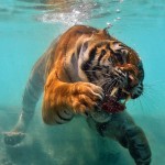 tiger underwater