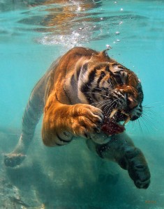 tiger underwater