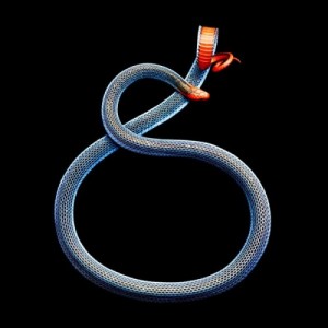 Malayan Coral Snake is a surfer.