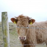One of the friendly Irish locals!
