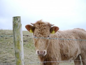 One of the friendly Irish locals!